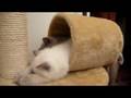 videos de Nap