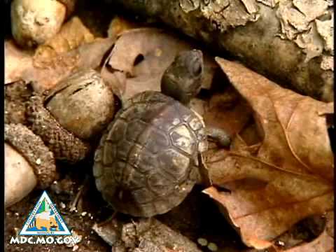 how to transplant turtle eggs