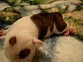 English Bulldog Mother Carries her pup to a warm place English Bulldog Mother Carries her pup to a warm place