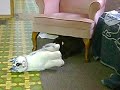 Lab vs Husky Lab vs Husky