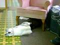 videos de Lab vs Husky