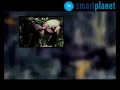 bonobos-chimpancs-y-humanos.html