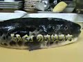 【ふぐのさばき方】cooking method of globefish1