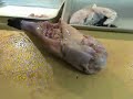 【ふぐのさばき方】cooking method of globefish1