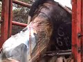 Calving a heifer in chute Calving a heifer in chute