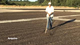 VÍDEO: Minas Gerais já possui 1.642 propriedades cafeeiras certificadas