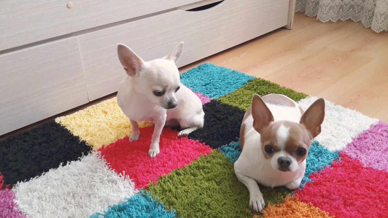 Всё о сухих кормах для собак🐾🐶 + все корма которые мы пробовали))🐶