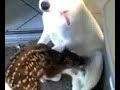 Hund als \"Milchbar\" Hund als \"Milchbar\"