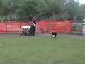 Gyp at the Herding Instinct Test