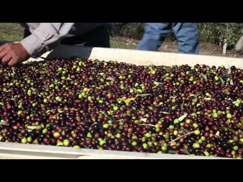 how to harvest olives by hand