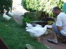 goose_1_110707 goose_1_110707