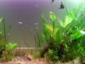 My 45 Gallon Planted Aquarium