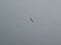 Electric RC Ptero-X Glider