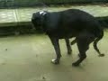 Dirty Dirty Dog Dirty Dirty Dog