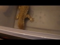 Savannah Monitor Feeding