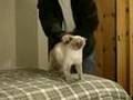 CAT HOUSE KITTY PORN SEX STING VIDEO