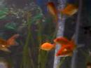 My 3 fish tanks