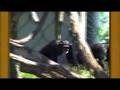 monkey-love