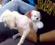 Amores perros