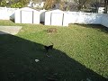 Horace Scope at play