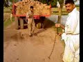 jhelum chotala