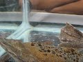 Pipa pipa - Surinam Toad Babies Emerging