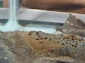 Pipa pipa - Surinam Toad Babies Emerging