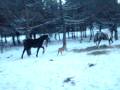 videos de poulain canadien