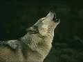 A??k Sefai Ülkücü Yemini A??k Sefai Ülkücü Yemini
