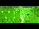 Lionblaze: What Have I Become? Lionblaze: What Have I Become?