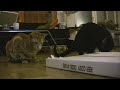 Cliquez pour voir la vid�o