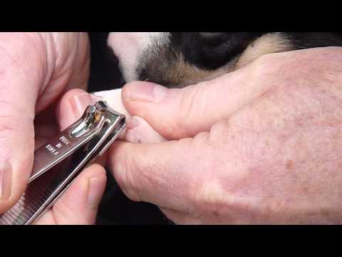 how to trim dog toenails