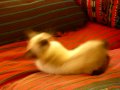 Manx Siamese-mix Kitten plays inside on his first day home