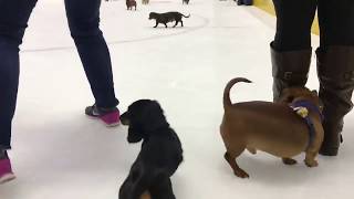 CYCLONES TV: Pucks N' Pups THIS SATURDAY!