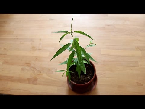 Pfirsich/Nektarine aus Kern ziehen