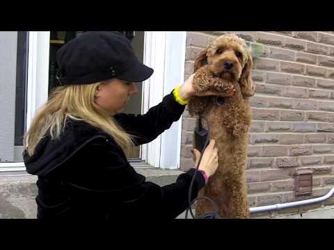 cockapoo