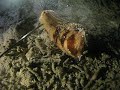 sea cucumber alien guts intestines digestive system scuba diving uynderwater annoyed kozy guide ishigaki japan