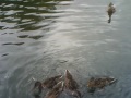 Click here to watch this video Four 