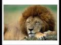 Big Cats