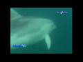ANDREA NON E' PIU' UN DELFINO SOLITARIO