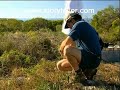 Part 8 Mini Kangaroos and other Marsupials