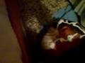 A passed out bakerman