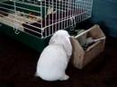 Bunny Grooming Bunny Grooming