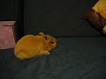 James Bunn dancing and running around