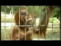 Apeman