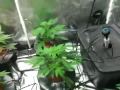 Recirculating DWC Hydroponic System