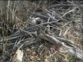 Bobcat snared on a beaverdam