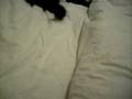 videos de retartedo el cato