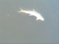 TJ rhu lure fishing