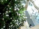 Big Chrismas Tree in Neiman Maecus